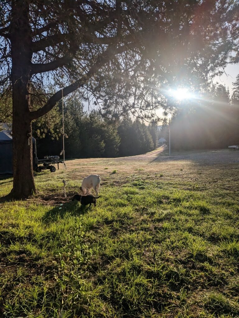 The morning golden hour on our homestead. The sun is perfectly shining in our front yard while our dogs take a walk.
