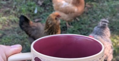 Early morning on the homestead with my Jane Austen coffee mug and the chickens