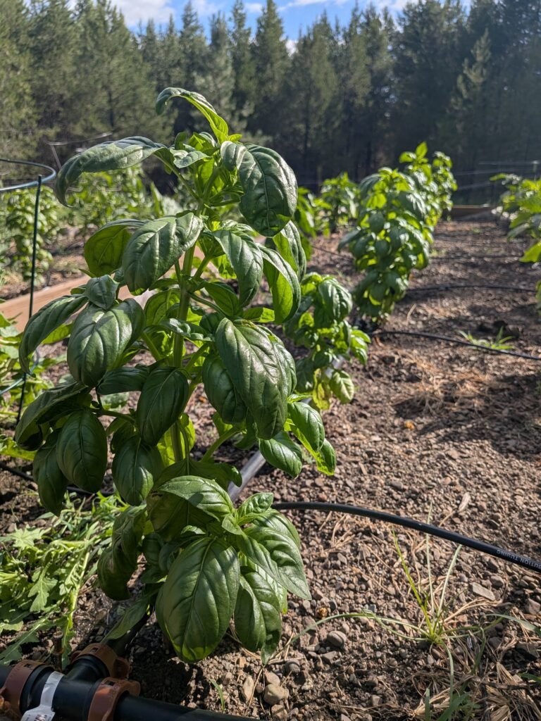 Rows of basil and tomato plants in our raised garden bed. Companion planting basil and tomatoes