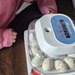 Checking on our duck egg incubator