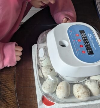 Checking on our duck egg incubator