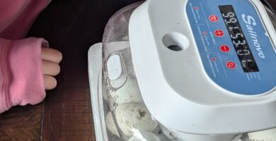 Checking on our duck egg incubator