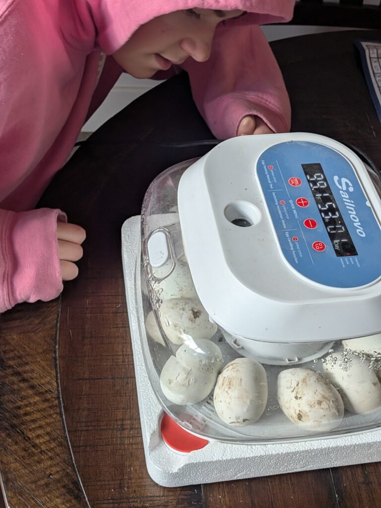 Checking on our duck egg incubator