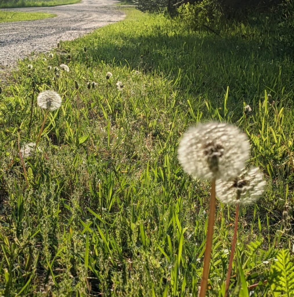 Dandelions in the morning light