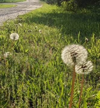 Dandelions in the morning light