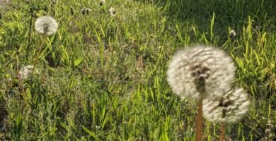 Dandelions in the morning light