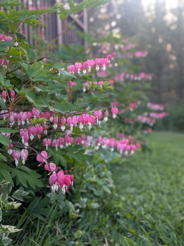 Bleeding Heart plants in full bloom