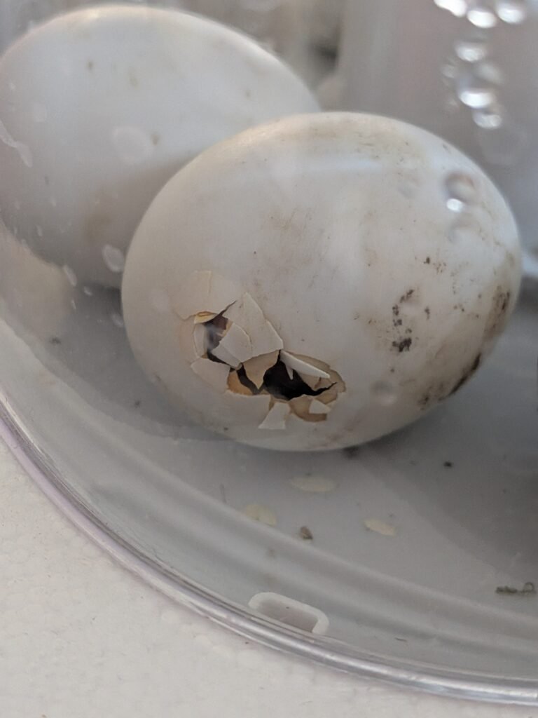 Pipped duck egg in an incubator