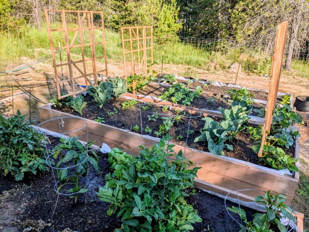 Raised bed companion planting and vertical gardening