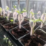 Rows of seedlings potted into larger pots