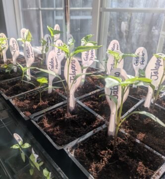 Rows of seedlings potted into larger pots