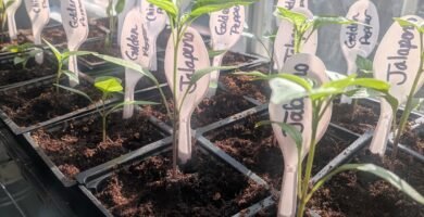 Rows of seedlings potted into larger pots