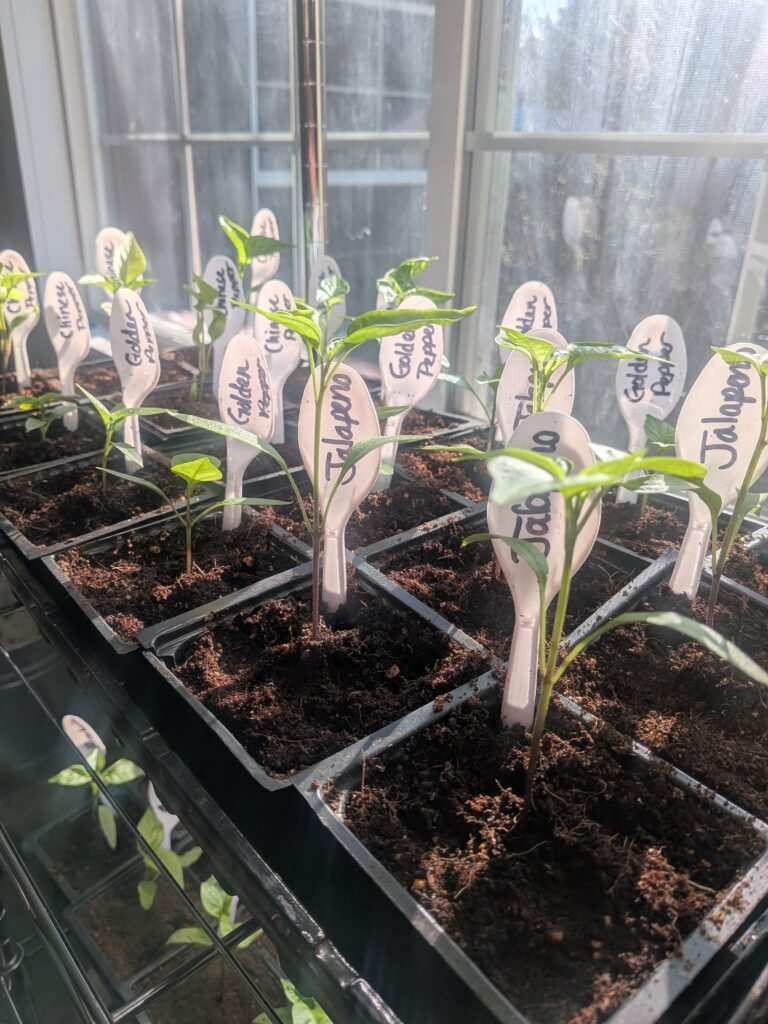 Rows of seedlings potted into larger pots