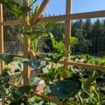 Vertical gardening in a raised garden bed. Vertical gardening pickling cucumbers