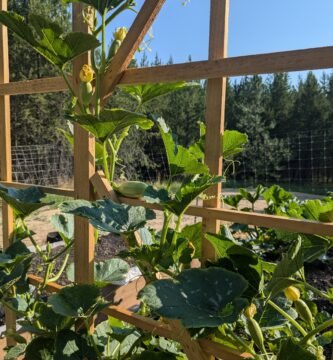 Vertical gardening in a raised garden bed. Vertical gardening pickling cucumbers