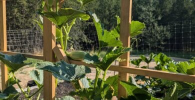 Vertical gardening in a raised garden bed. Vertical gardening pickling cucumbers