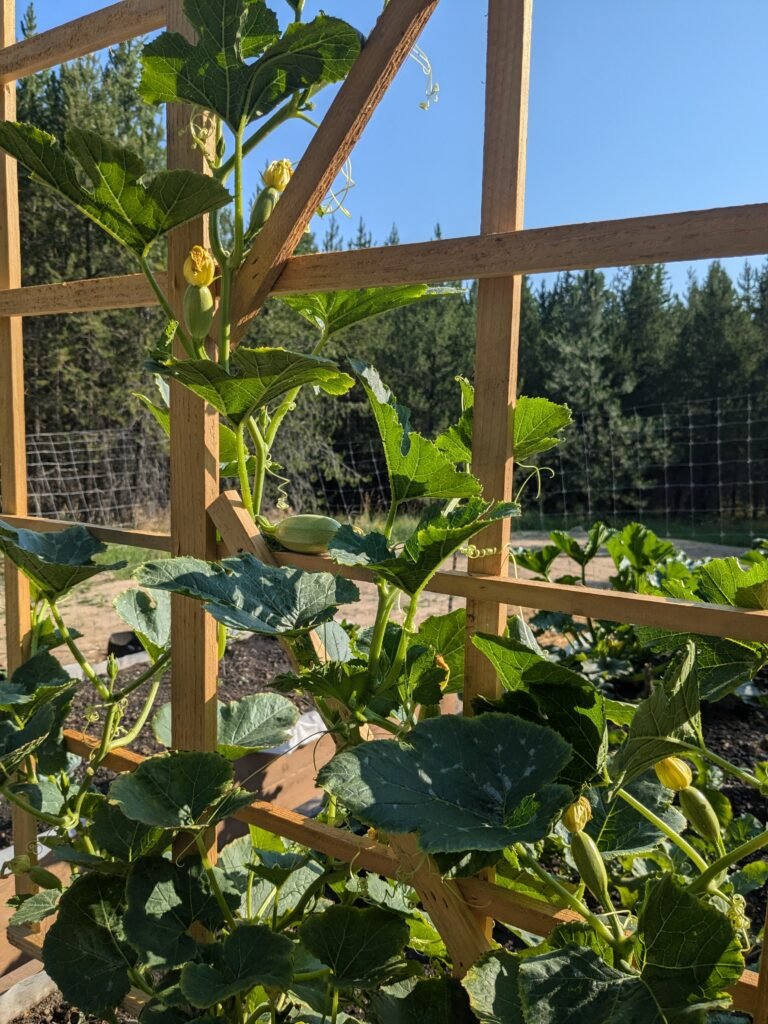 Vertical gardening in a raised garden bed. Vertical gardening pickling cucumbers