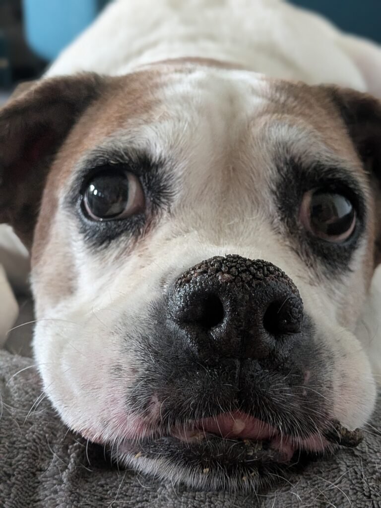 White boxer dog