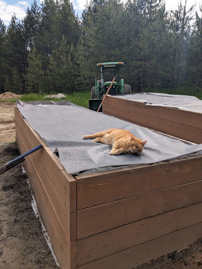 Barn cat lying in the middle of our raised garden bed