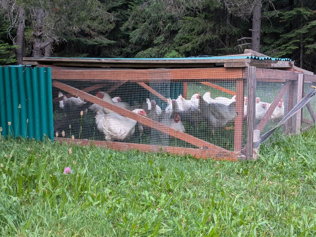 Chicken tractor for raising meat birds