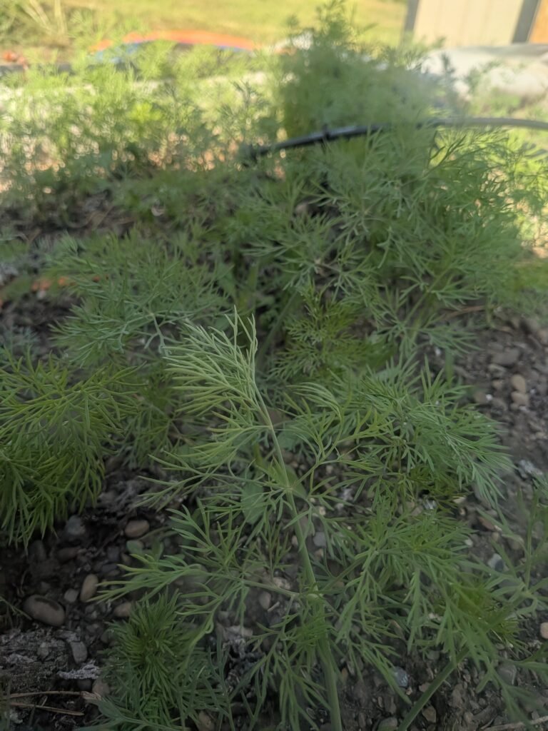Fresh dill growing the the raised garden bed