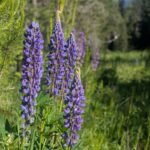 Wild Lupine growing on the homestead