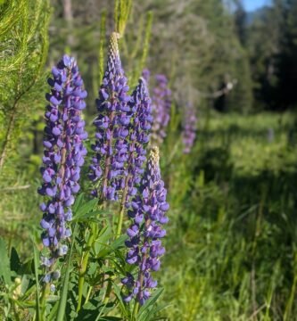 Wild Lupine growing on the homestead
