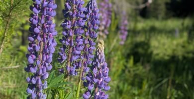 Wild Lupine growing on the homestead