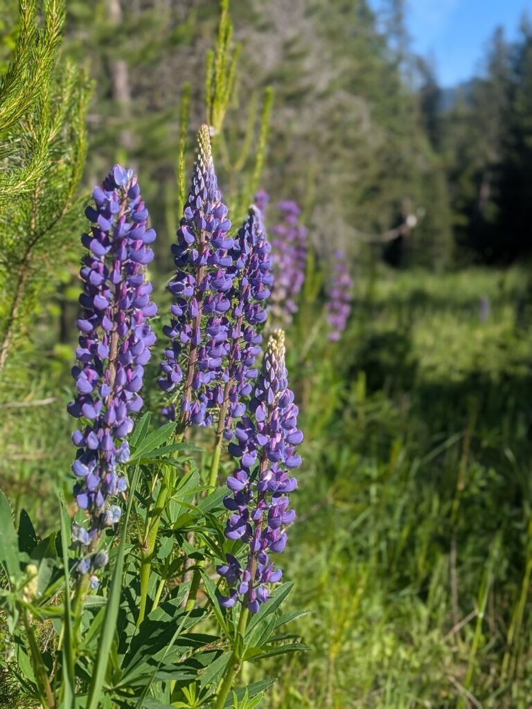 Wild Lupine growing on the homestead