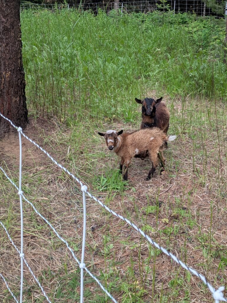 Nigerian dwarf goats in a hotwired fencing enclosure.