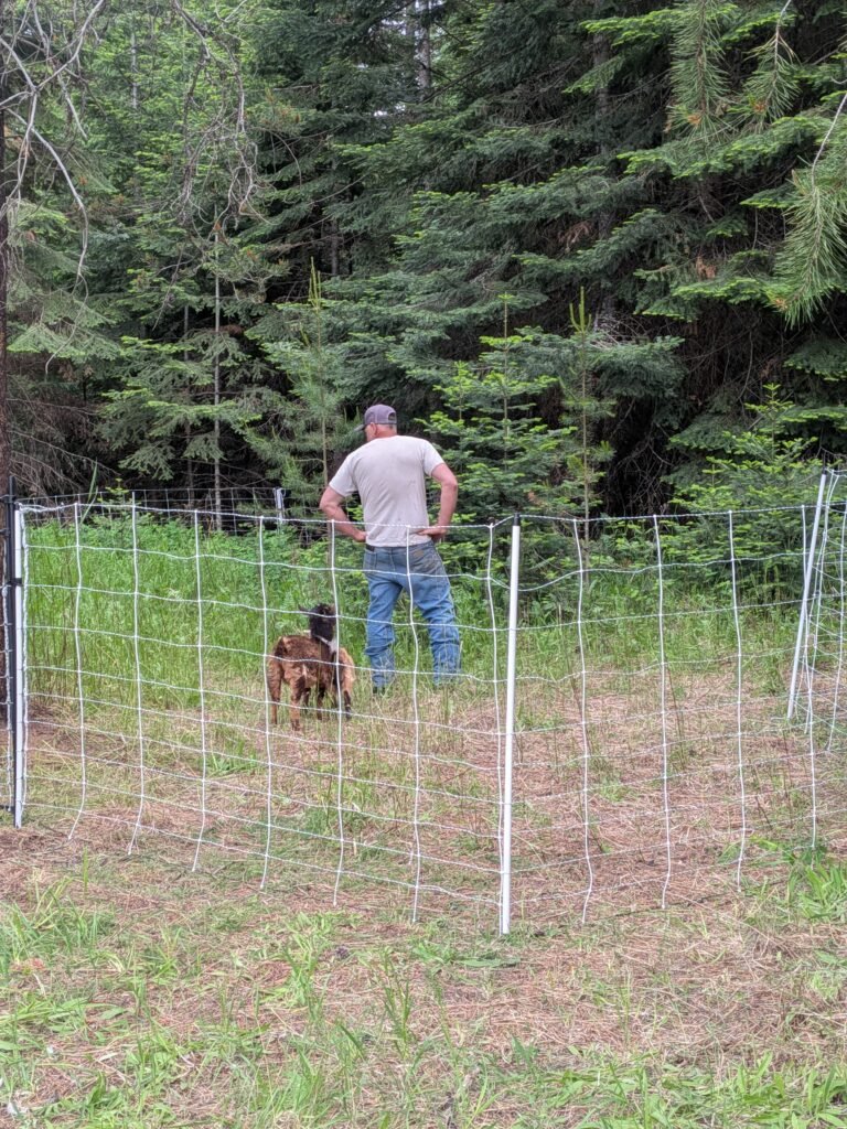 Nigerian Dwarf goats in an enclosed fence