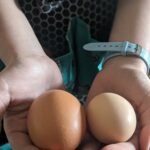 A handful of fresh chicken eggs
