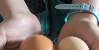 A handful of fresh chicken eggs