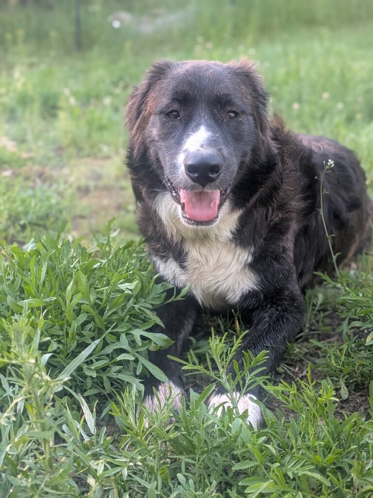 Lab and Great Pyrenees puppy laying in the grass