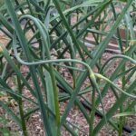 a raised bed garden full of growing garlic and garlic scapes