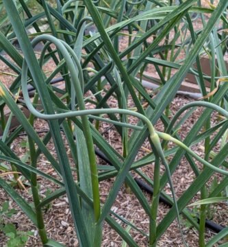 a raised bed garden full of growing garlic and garlic scapes
