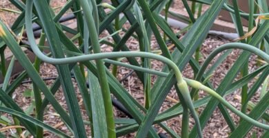 a raised bed garden full of growing garlic and garlic scapes