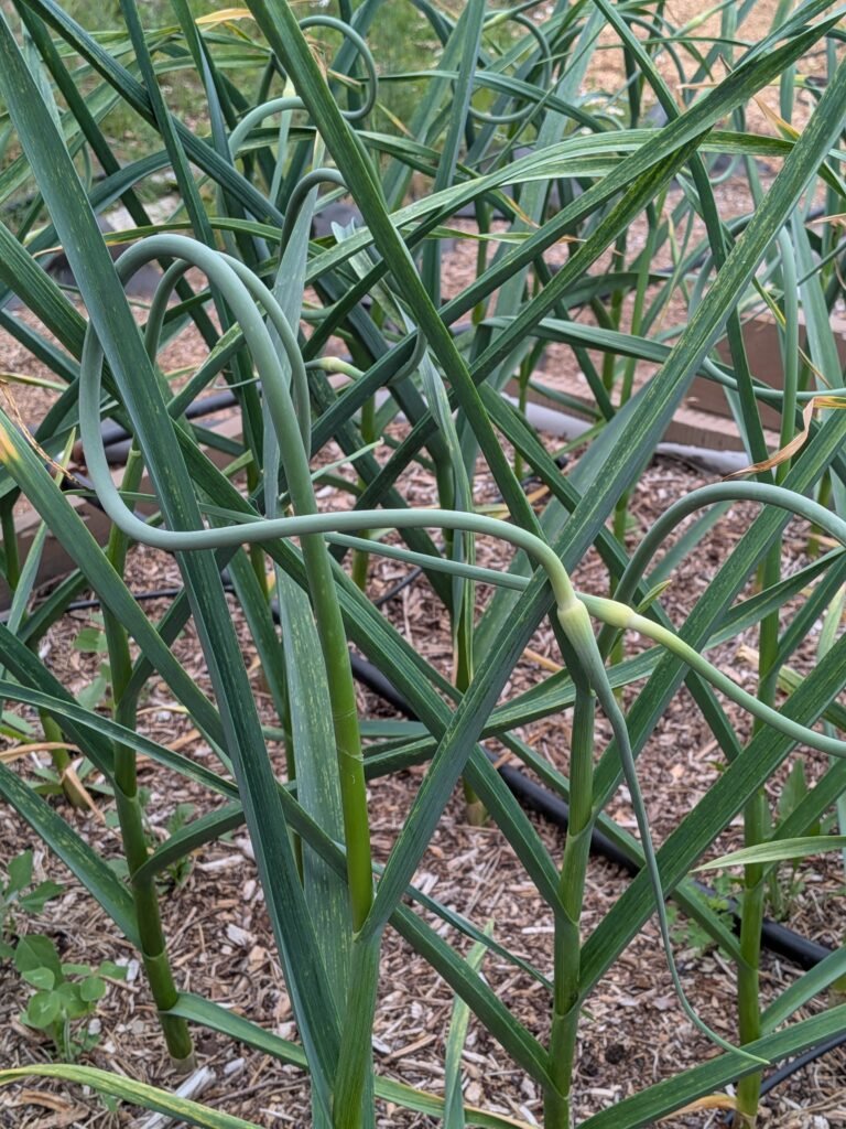 a raised bed garden full of growing garlic and garlic scapes