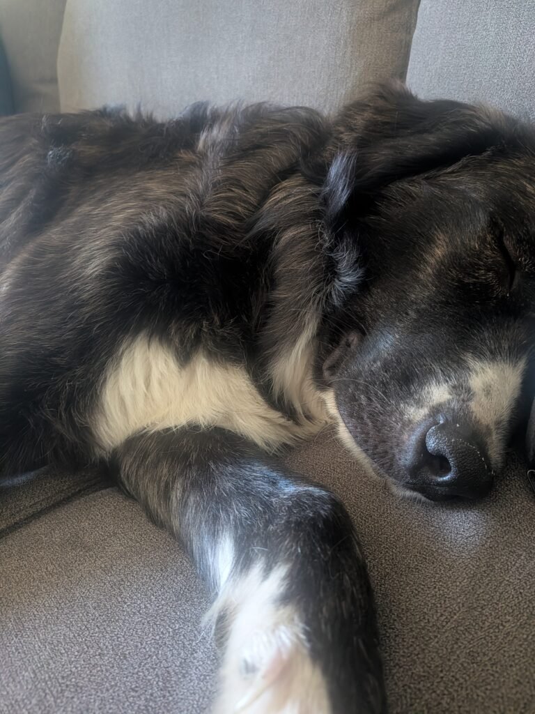 Great Pyrenees dog sleeping on the couch