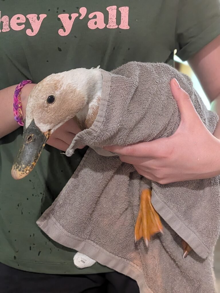 Runner duck wrapped in a towel after a bath