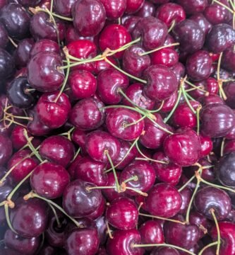 A large quantity of bing cherries