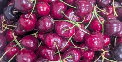 A large quantity of bing cherries