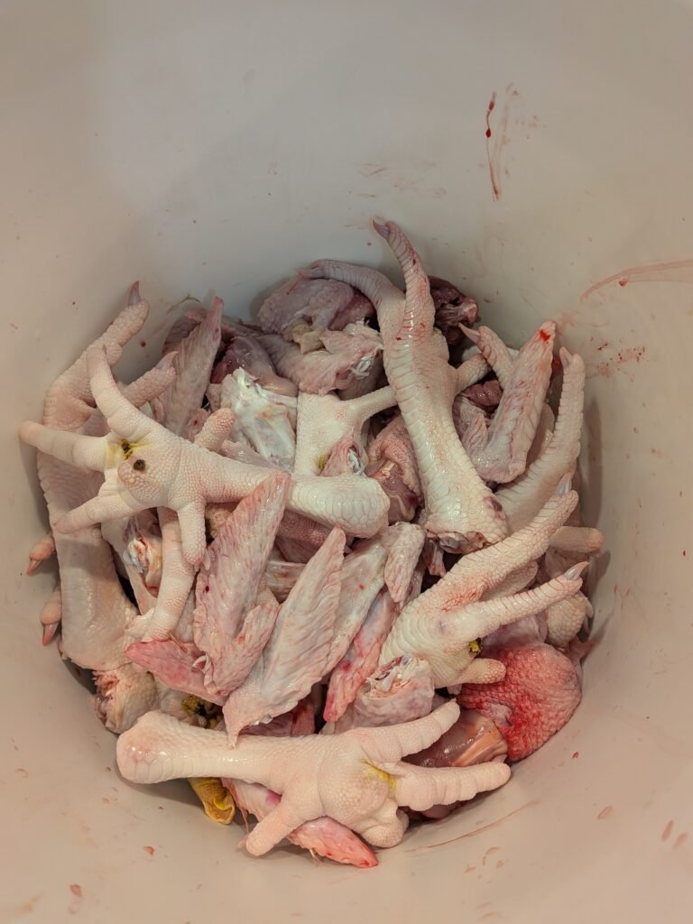 Food-grade bucket full of chicken feet, necks, and wing tips to be used for homemade chicken stock.