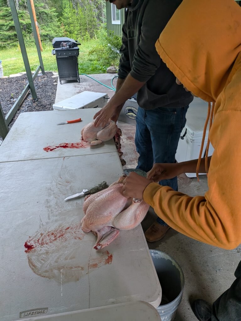 Processing meat chickens outside 