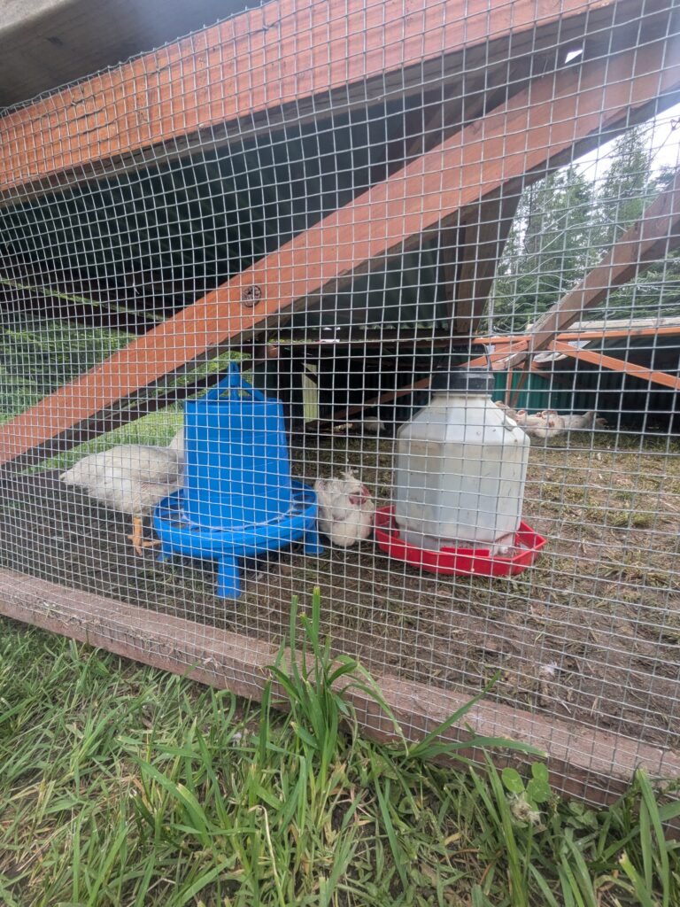 Meat bird chickens in a chicken tractor