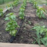 Rows of basil, peppers, and tomatoes growing together in a raised garden bed