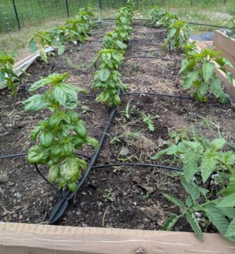Rows of basil, peppers, and tomatoes growing together in a raised garden bed