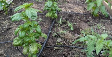 Rows of basil, peppers, and tomatoes growing together in a raised garden bed