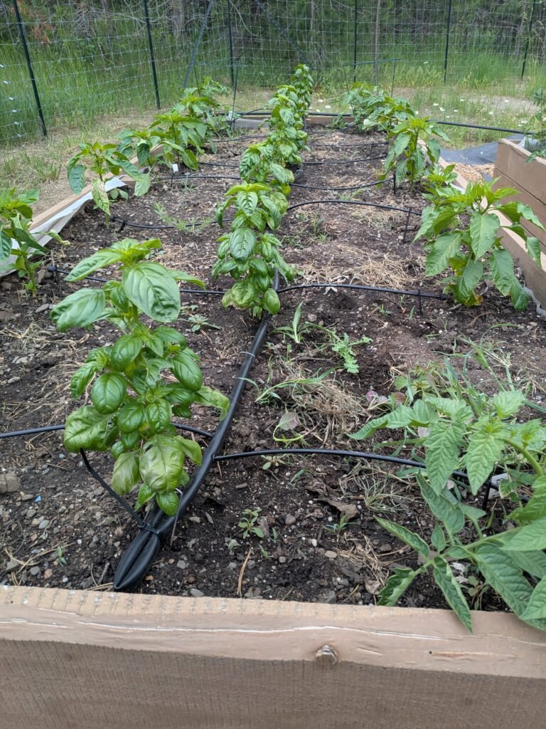 Rows of basil, peppers, and tomatoes growing together in a raised garden bed