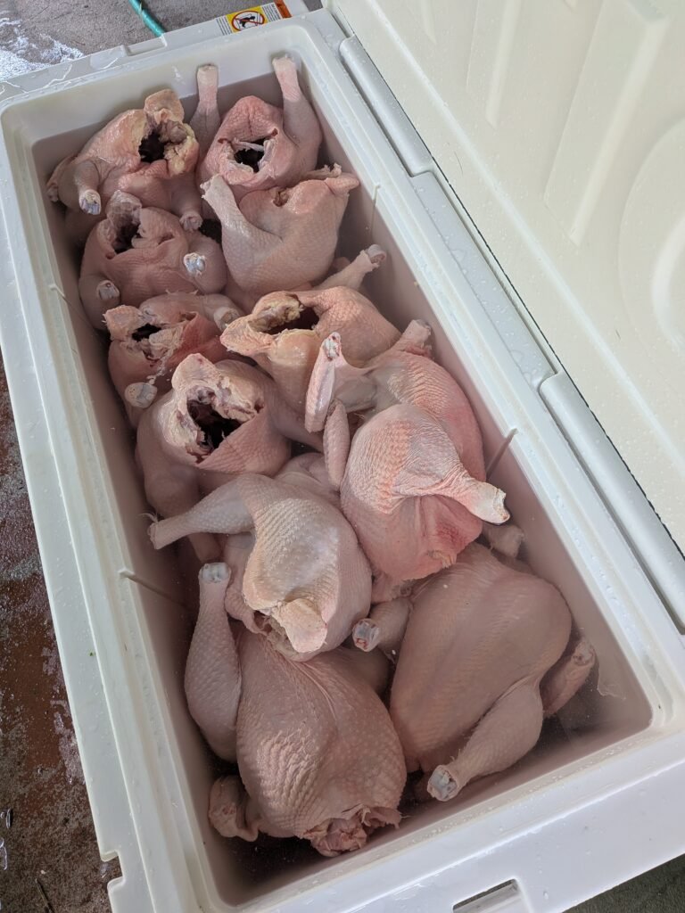 Ice chest full of meat chickens raised on our homestead